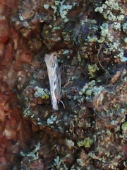 Erechthias fulguritella