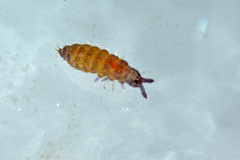 Ceratophysella