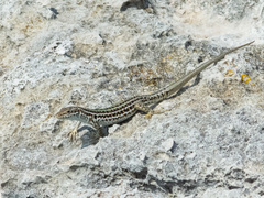 Podarcis siculus sanctinicolai