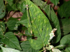 Aciagrion pallidum