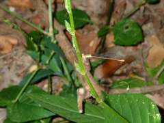 Aciagrion pallidum