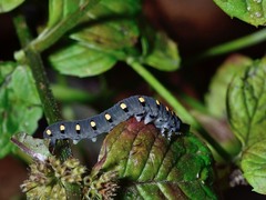 Tenthredo marginella