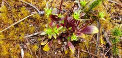 Gentianella impressinervia