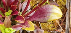 Gentianella impressinervia