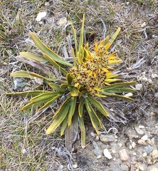 Aciphylla kirkii