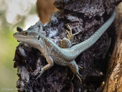 Podarcis siculus sanctinicolai