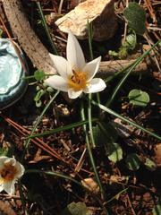 Crocus hyemalis