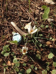 Crocus hyemalis