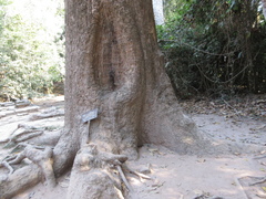 Dipterocarpus alatus