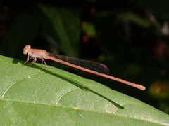 Ceriagrion olivaceum
