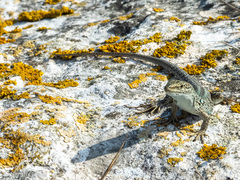 Podarcis siculus sanctinicolai