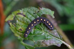 Tenthredo marginella