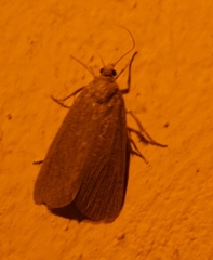 Cathayia insularum