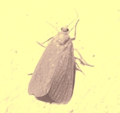 Cathayia insularum