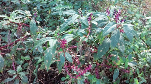 Phytolacca americana var. rigida image