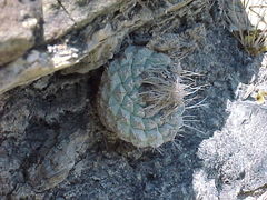Strombocactus disciformis disciformis
