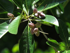Terminalia microcarpa