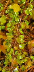 Coprosma depressa