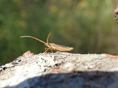 Protenor belfragei