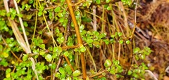 Coprosma depressa