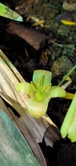 Stemona tuberosa