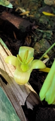 Stemona tuberosa