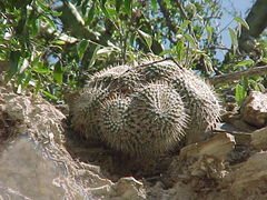 Mammillaria parkinsonii