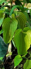 Stemona tuberosa