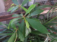 Terminalia microcarpa