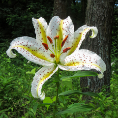 Lilium auratum