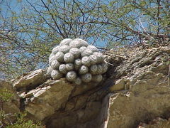 Mammillaria parkinsonii