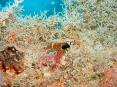 Enneapterygius larsonae