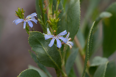 Scaevola angustata