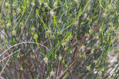 Opercularia turpis