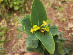 Wikstroemia retusa