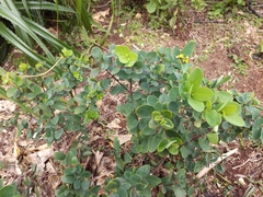 Wikstroemia retusa