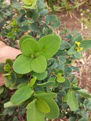 Wikstroemia retusa