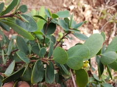 Wikstroemia retusa