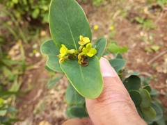 Wikstroemia retusa