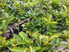 Parsonsia alboflavescens