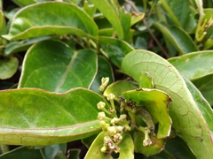 Parsonsia alboflavescens