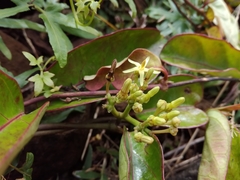 Parsonsia alboflavescens