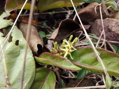 Parsonsia alboflavescens