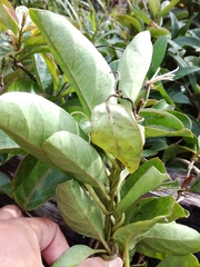 Parsonsia alboflavescens