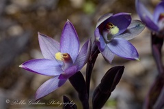 Thelymitra hatchii