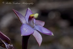 Thelymitra hatchii