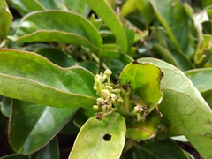 Parsonsia alboflavescens