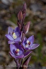 Thelymitra hatchii