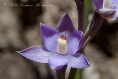 Thelymitra hatchii