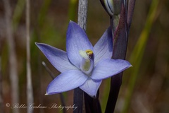 Thelymitra hatchii